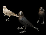 Male and Female Brown-Headed Cowbirds, Molothrus Ater Photographie par Joel Sartore