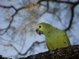Blue-Fronted Amazon Parrot, Amazona Aestiva, Perched in a Tree Photographic Print by Roy Toft
