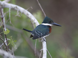Ringed Kingfisher, Ceryle Torquata, Perched on a Tree Branch Photographic Print by Roy Toft