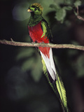 Resplendent Quetzal (Pharomachrus Mocinno) Male, Monteverde Cloud Forest Reserve, Costa Rica Photographic Print by Michael and Patricia Fogden/Minden Pictures
