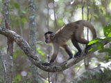 Tufted Capuchin Monkey, Cebus Apella, in a Tree Photographic Print by Roy Toft