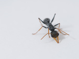 Close Up of a Hopper Ant (Myrmecia Pilosula) on White Background Photographic Print by Brooke Whatnall