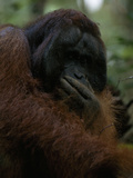 Male Orangutan, Pongo Pygmaeus, with Hand Covering His Mouth Lámina fotográfica por Tim Laman