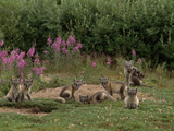 This Den Bore Nearly 13 Arctic Fox Pups (Alopex Lagopus) One Summer Lámina fotográfica por Norbert Rosing