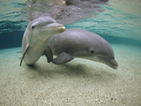 Bottlenose Dolphin (Tursiops Truncatus) Underwater Pair, Hawaii, Captive Animal Fotografisk trykk av Flip Nicklin/Minden Pictures