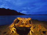 Cane Toad (Bufo Marinus) also known as Marine Toad, Along Shoreline, Barro Colorado Island, Panama Photographic Print by Christian Ziegler/Minden Pictures