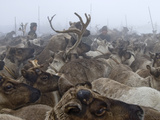 Reindeer Panic and Climb Atop Each Other in a Temporary Pen Photographic Print by Gordon Wiltsie