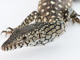 Close Up of a Perentie Monitor's Head in Studio Setting Photographic Print by Brooke Whatnall