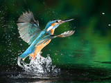 Adult Male Common Kingfisher, Alcedo Atthis, Emerging Without a Fish Valokuvavedos tekijänä Joe Petersburger Adult Male Common Kingfisher, Alcedo Atthis, Emerging Without a Fish Valokuvavedos tekijänä Joe Petersburger