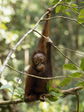 A Juvenile Oranutan, Pongo Pygmaeus, Hangs from a Tree Branch Impressão fotográfica por Tim Laman A Juvenile Oranutan, Pongo Pygmaeus, Hangs from a Tree Branch Impressão fotográfica por Tim Laman