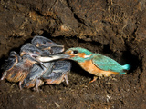 An Adult Male Common Kingfisher, Alcedo Atthis, Feeds His Chicks Photographic Print by Joe Petersburger