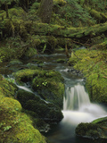 Creek in Coastal Rainforest Along Eyak Lake, Cordova, Alaska Fotografisk trykk av Matthias Breiter/Minden Pictures Creek in Coastal Rainforest Along Eyak Lake, Cordova, Alaska Fotografisk trykk av Matthias Breiter/Minden Pictures