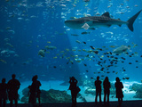 Visitors at the Georgia Aquarium in Atlanta Photographic Print by Krista Rossow