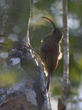 Red-Billed Scythebill, Campylorhamphus Trochilirostris, on Tree Trunk Photographic Print by Roy Toft