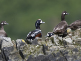 Harlequin Ducks, Histrionicus Histrionicus, Resting on a Rock Photographic Print by Roy Toft