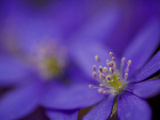 Close Up of Kidneywort Flowers, Hepatica Nobilis Photographic Print by Joe Petersburger