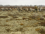 Reindeer Harnessed to a Sled Graze on Vast Fields of Lichen Photographic Print by Gordon Wiltsie