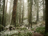 A Rare Dusting of Snow in Del Norte Redwoods State Park Lámina fotográfica por National Geographic Photographer A Rare Dusting of Snow in Del Norte Redwoods State Park Lámina fotográfica por National Geographic Photographer