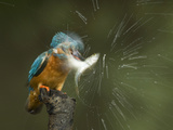 Adult Male Common Kingfisher, Alcedo Atthis, Shaking a Common Roach Photographic Print by Joe Petersburger