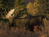 Alaskan Moose: Alces Alces; Denali, Alaska Photographic Print by Michael S. Quinton