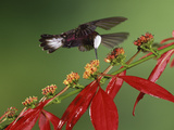 Snowcap (Microchera Albocoronata) Feeding on Madder (Warszewiczia Sp.) Flowers, Costa Rica Fotografie-Druck von Michael and Patricia Fogden/Minden Pictures