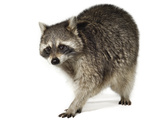 A Raccoon Photographic Print by David Liittschwager
