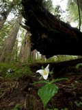 A Trillium Flower Along Ten Taypo Trail Photographic Print by Michael Nichols