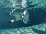 Bottlenose Dolphin (Tursiops Truncatus) Underwater Pair, Hawaii Photographic Print by Flip Nicklin/Minden Pictures