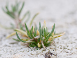 Small Green Plant Growing on Coral Surface Photographic Print by Brooke Whatnall