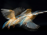 Adult Male Common Kingfisher, Alcedo Atthis, with a Topmouth Gudgeon Photographic Print by Joe Petersburger