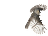 A Tufted Titmouse in Flight Photographic Print by David Liittschwager