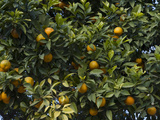 Detail of Orange Trees, Seville, Andalusia, Spain Photographic Print by Krista Rossow