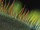 Green Iguana (Iguana Iguana) Spines on the Back of a Dominant Male, Barro Colorado Island, Panama Photographic Print by Christian Ziegler/Minden Pictures