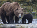 An Alaskan Brown Bear, Ursus Arctos, Foraging with Her Cub Photographic Print by Roy Toft