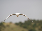 Australian Seagull Flying in the Lower Lakes Area of South Australia Photographic Print by Brooke Whatnall