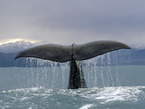 Sperm Whale (Physeter Macrocephalus) Tail, New Zealand Photographic Print by Flip Nicklin/Minden Pictures