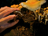 A Rescued Pacific Giant Salamander Released into Rockefeller Forest Photographic Print by Michael Nichols