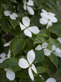 White Dogwood Blossoms on a Tree in Piedmont Park Photographic Print by Krista Rossow