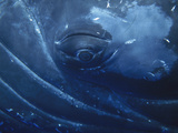 Humpback Whale (Megaptera Novaeangliae) Close-Up of Eye, Maui (Photo Obtained under NMFS Permit) Photographic Print by Flip Nicklin/Minden Pictures