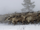 Reindeer Herded by a Komi Clan Charge across the Tundra Through Fog Photographic Print by Gordon Wiltsie