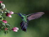 Green Violet-Ear (Colibri Thalassinus) Hummingbird, Heath (Cavendishia Capitulata), Costa Rica Fotografie-Druck von Michael and Patricia Fogden/Minden Pictures