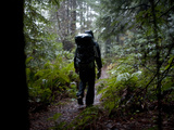 Mike Fay Hikes Through Sam Mcdonald Park in the Santa Cruz Mountains Fotografisk trykk av Michael Christopher Brown Mike Fay Hikes Through Sam Mcdonald Park in the Santa Cruz Mountains Fotografisk trykk av Michael Christopher Brown