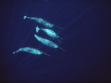 Narwhal (Monodon Monoceros) Pass Along in the Open Water of Lancaster Sound, Baffin Island, Canada Photographic Print by Flip Nicklin/Minden Pictures