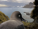 A Light-Mantled Sooty Albatross Looks Down on Gold Harbour Photographie par Paul Nicklen