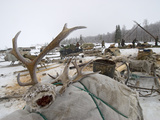 Antlers Dropped by Reindeer in Spring to Be Sold as Chinese Medicine Photographic Print by Gordon Wiltsie