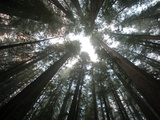 A Redwood Tree Canopy in Humboldt State Park Photographic Print by National Geographic Photographer