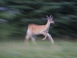 Portrait of a Male White-Tailed Deer, Running Photographic Print by Roy Toft