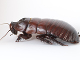 A Giant Burrowing Cockroach on White Background Photographie par Brooke Whatnall