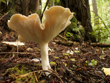 Mushrooms in Bull Creek Flats Photographic Print by National Geographic Photographer
