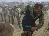 A Nomadic Komi Reindeer Herder Drags Reluctant Reindeer to Pull Sleds Photographic Print by Gordon Wiltsie